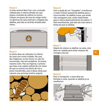 19
Passo 7
Depois de colocar as abelhas na caixa, esta
deve ser vedada para evitar ataques de
inimigos naturais.
Passo 6
Com a ajuda de um “chupador”, transfere-se
o maior número possível de abelhas para a
nova moradia. As abelhas novas, que ainda
não conseguem voar, serão importantes
para o futuro desenvolvimento da colônia. É
fácil reconhecê-las, pois elas são mais claras e
lentas do que as adultas.
Passo 5
A rainha deve ser colocada no interior
da caixa com muito cuidado. No caso
das meliponas, se ela morrer ou não for
encontrada, não tem problema. Em breve
nascerá outra. Para as trigonas, é preciso
que haja uma realeira (célula de cria maior
do que as outras) nos discos de cria a
serem transferidos, pois é dessa célula que
nascerá uma princesa (rainha virgem).
Passo 4
A caixa racional deve ﬁcar com a entrada
voltada para a mesma direção em que
estava a entrada da colônia no tronco.
Colocar um pouco de cera do antigo ninho
na abertura da caixa estimula a chegada das
abelhas, pois elas se sentirão atraídas pelo
cheiro.
Passo 8
Para o transporte, a caixa deve ser
fechada à noite, quando as abelhas já se
recolheram.
 
