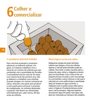 26
Para uma boa produção é necessário
selecionar as melhores colônias. Em
geral, os criadores trabalham com a
meta de um número de colônias que seja
condizente com a quantidade de ﬂoradas.
É aconselhável não ter mais de 50 caixas
num mesmo local. No primeiro ano, eles
se dedicam a multiplicar suas colméias.
Quando atingem um número suﬁciente de
caixas, reservam uma parte para produzir
e outra parte para continuar o processo
de multiplicação. As colméias destinadas
a produzir não devem ser alimentadas
artiﬁcialmente por, pelo menos, 60 dias
antes da colheita.
6Colher e
comercializar
Melgueiras lotadas de potes fechados
indicam que chegou a hora da colheita.
Apenas o mel de potes fechados pode ser
colhido. Para fazer a coleta é preciso abrir a
tampa da caixa, retirar a melgueira e levá-la
para um local limpo. Com a faca se faz um
pequeno buraco no pote e com uma seringa
ou uma bomba a vácuo retira-se o mel, que é
colocado em uma vasilha limpa e esterilizada.
Após ser lavada em água corrente, a
melgueira com os potes vazios volta para a
caixa. A higiene é fundamental para evitar
que o mel se estrague. Algumas espécies
armazenam água em potes. Essa água não
deve ser misturada ao mel para não azedá-lo.
A recompensa pelo bom trabalho Muita higiene na hora da coleta
 
