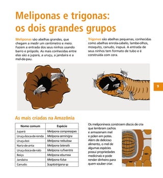 9
Trigonas são abelhas pequenas, conhecidas
como abelhas enrola-cabelo, lambe-olhos,
mosquito, canudo, irapuá. A entrada de
seus ninhos tem formato de tubo e é
construída com cera.
Meliponas são abelhas grandes, que
chegam a medir um centímetro e meio.
Fazem a entrada dos seus ninhos usando
barro e própolis. As mais conhecidas entre
elas são a jupará, a uruçu, a jandaíra e a
mel-de-pau.
As mais criadas na Amazônia
Nome comum Espécie
Jupará Melipona compressipes
Uruçu-boca-de-renda Melipona seminigra
Uruçu-boi Melipona nebulosa
Nariz-de-anta Melipona lateralis
Uruçu-boca-de-ralo Melipona ruﬁventris
Beiço Melipona eburnea
Jandaíra Melipona fulva
Canudo Scaptotrigona sp
ilustração dos potes de mel em de cachos e
em formato de potes
Os meliponíneos constroem discos de cria
que lembram cachos
e armazenam mel
e pólen em potes.
Além de delicioso
alimento, o mel de
algumas espécies
possui propriedades
medicinais e pode
render dinheiro para
quem souber criar.
Meliponas e trigonas:
os dois grandes grupos
 