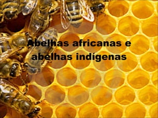 Abelhas africanas e abelhas indígenas 