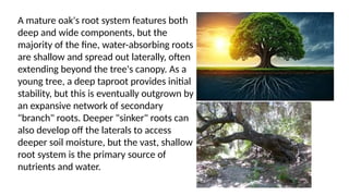 Sinker Roots Tree A believer is a tree that spreadeth forth his/her roots.pptx