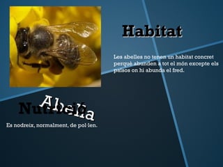 Habitat
                                      Les abelles no tenen un habitat concret
                                      perquè abunden a tot el món excepte els
                                      països on hi abunda el fred.




      Abel
    Nutricióa
           l
Es nodreix, normalment, de pol·len.
 