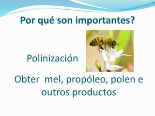 Por qué son importantes?
Obter mel, propóleo, polen e
outros productos
Polinización
 