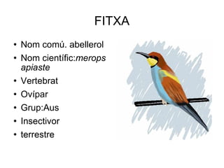 FITXA Nom comú. abellerol Nom científic: merops apiaste Vertebrat Ovípar Grup:Aus Insectivor terrestre 