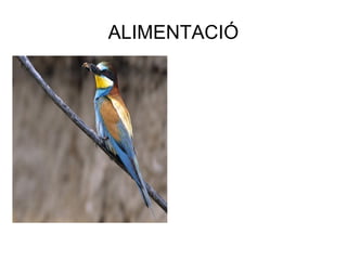 ALIMENTACIÓ Es nodreix a base d’insectes amb predilecció pels de la família de l’abella incloent també la vespa o el borinot, els caça a l’aire i evita consumir-ne el fibló. Ingereix uns 250 insectes diaris. La problemàtica dels abellerols en l‘apicultura, no és el fet d‘alimentar-se d’un nombre relativament reduït d’abelles obreres sinó del fet que elimina també l’abella reina quan va o torna del viatge d’aparellament i deixen així la seva colònia d’abelles òrfena i aquesta acaba desapareixent. 