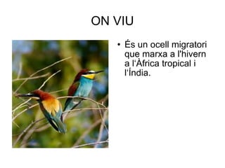 ON VIU És un ocell migratori que marxa a l'hivern a l‘Àfrica tropical i l‘Índia.  