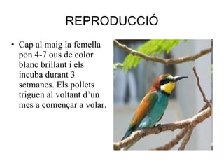 REPRODUCCIÓ Cap al maig la femella pon 4-7 ous de color blanc brillant i els incuba durant 3 setmanes. Els pollets triguen al voltant d’un mes a començar a volar.  