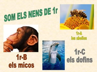 SOM ELS NENS DE 1r 1r-A les abelles 1r-B els micos 1r-C els dofins 