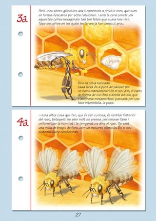 Però unes altres glàndules ara li comencen a produir cera, que surt
en forma d’escates per sota l’abdomen. I amb la cera construeix
aquestes cel·les hexagonals tan ben fetes que suara has vist.
Tapa les cel·les en les quals les larves ja han crescut prou.




                           Dins la cel·la tancada
                           cada larva és a punt de passar per
                           un canvi extraordinari en el seu cos, el canvi
                           de forma de cuc fins a abella adulta, que
                           s’anomena metamorfosi, passant per una
                           fase intermèdia, la pupa.


—Una altra cosa que fan, que és ben curiosa, és ventilar l’interior
del rusc, bategant les ales molt de pressa, per renovar l’aire i
uniformitzar la humitat i la temperatura dins el rusc. Se sent
una mica de brogit de fons, com un motoret silenciós. És el seu
sistema d’aire condicionat.




                         27
 