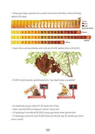 - Temps que triga a passar d’ou a adult: reina mare (16 dies), obrera (21 dies),
abellot (24 dies).

                                                                                     ous
                                                                                     larva
                                                                                     pupa
                                                                                     dia de sortida

                                                                                   Obrera




                                                                                     Abellot
                                                              Reina


- Eixam: és la colònia d’abelles amb més de 20.000 abelles (fins a 80.000).




- 10.000 obreres pesen, aproximadament, 1 kg. Quant pesa una abella?




- Un eixam pot produir entre 16 i 20 kg de mel a l’any.
- Calen unes 50.000 sortides per obtenir 1 kg de mel.
- A Catalunya hi ha més de 80.000 ruscs, que estan arreu del territori.
- A Catalunya consumim unes 3.000 tones de mel per any. Et sembla que tenim
prous ruscs?




                                       33
 