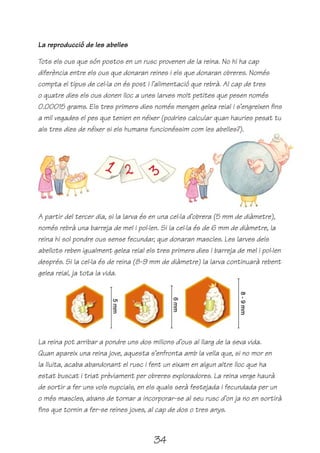 La reproducció de les abelles

Tots els ous que són postos en un rusc provenen de la reina. No hi ha cap
diferència entre els ous que donaran reines i els que donaran obreres. Només
compta el tipus de cel·la on és post i l’alimentació que rebrà. Al cap de tres
o quatre dies els ous donen lloc a unes larves molt petites que pesen només
0.00015 grams. Els tres primers dies només mengen gelea reial i s’engreixen fins
a mil vegades el pes que tenien en néixer (podries calcular quan hauries pesat tu
als tres dies de néixer si els humans funcionéssim com les abelles?).




A partir del tercer dia, si la larva és en una cel·la d’obrera (5 mm de diàmetre),
només rebrà una barreja de mel i pol·len. Si la cel·la és de 6 mm de diàmetre, la
reina hi sol pondre ous sense fecundar, que donaran mascles. Les larves dels
abellots reben igualment gelea reial els tres primers dies i barreja de mel i pol·len
després. Si la cel·la és de reina (8-9 mm de diàmetre) la larva continuarà rebent
gelea reial, ja tota la vida.




La reina pot arribar a pondre uns dos milions d’ous al llarg de la seva vida.
Quan apareix una reina jove, aquesta s’enfronta amb la vella que, si no mor en
la lluita, acaba abandonant el rusc i fent un eixam en algun altre lloc que ha
estat buscat i triat prèviament per obreres exploradores. La reina verge haurà
de sortir a fer uns vols nupcials, en els quals serà festejada i fecundada per un
o més mascles, abans de tornar a incorporar-se al seu rusc d’on ja no en sortirà
fins que tornin a fer-se reines joves, al cap de dos o tres anys.



                                        34
 