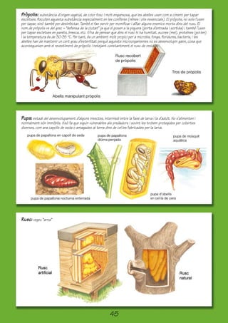 Pròpolis: substància d’origen vegetal, de color fosc i molt enganxosa, que les abelles usen com a ciment per tapar
escletxes. Recullen aquesta substància especialment en les coníferes (reïnes i olis essencials). El pròpolis, no sols l’usen
per tapar, sinó també per desinfectar. També el fan servir per momificar i aïllar alguns enemics morts dins del rusc. El
nom de pròpolis ve del grec = “defensa de la ciutat” ja que el posen a la piquera (porta d’entrada i sortida) i també l’usen
per tapar escletxes en parets, bresca, etc. S’ha de pensar que dins el rusc hi ha humitat, sucres (mel), proteïnes (pol·len)
i la temperatura és de 30-35 ºC. Per tant, és un ambient molt propici per a microbis, fongs, floridures, bacteris, i les
abelles han de mantenir un cert grau d’esterilitat perquè aquests microorganismes no es desenvolupin gaire, cosa que
aconsegueixen amb el revestiment de pròpolis i netejant constantment el rusc de residus.




Pupa: estadi del desenvolupament d’alguns insectes, intermedi entre la fase de larva i la d’adult. No s’alimenten i
normalment són immòbils. Això fa que siguin vulnerables als predadors i sovint les trobem protegides per cobertes
diverses, com ara capolls de seda o amagades al terra dins de cel·les fabricades per la larva.




Rusc: vegeu “arna”




                                                           45
 
