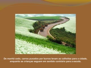 De manhã cedo, carros puxados por burros levam as colheitas para a cidade,
enquanto as crianças seguem em sentido contrário para a escola.
 