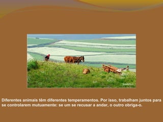 Diferentes animais têm diferentes temperamentos. Por isso, trabalham juntos para
se controlarem mutuamente: se um se recusar a andar, o outro obriga-o.
 