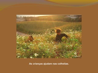 As crianças ajudam nas colheitas.
 