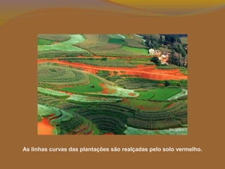 As linhas curvas das plantações são realçadas pelo solo vermelho.
 