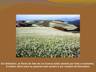 Em Setembro, as flores de óleo de cor branca estão abertas por toda a montanha.
A melhor altura para se apreciar este cenário é por meados de Novembro.
 