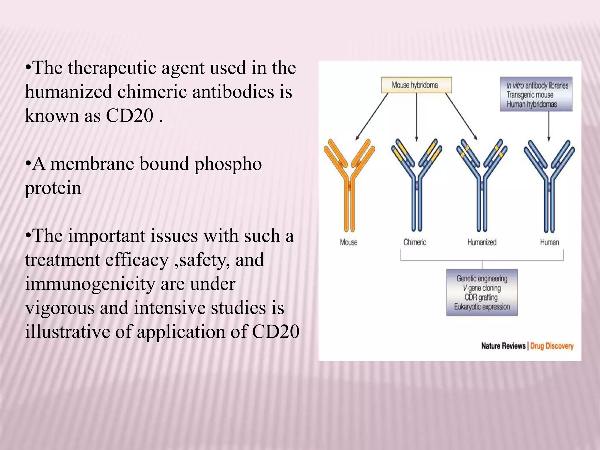 •The therapeutic agent used in the
humanized chimeric antibodies is
known as CD20 .
•A membrane bound phospho
protein
•The important issues with such a
treatment efficacy ,safety, and
immunogenicity are under
vigorous and intensive studies is
illustrative of application of CD20
 