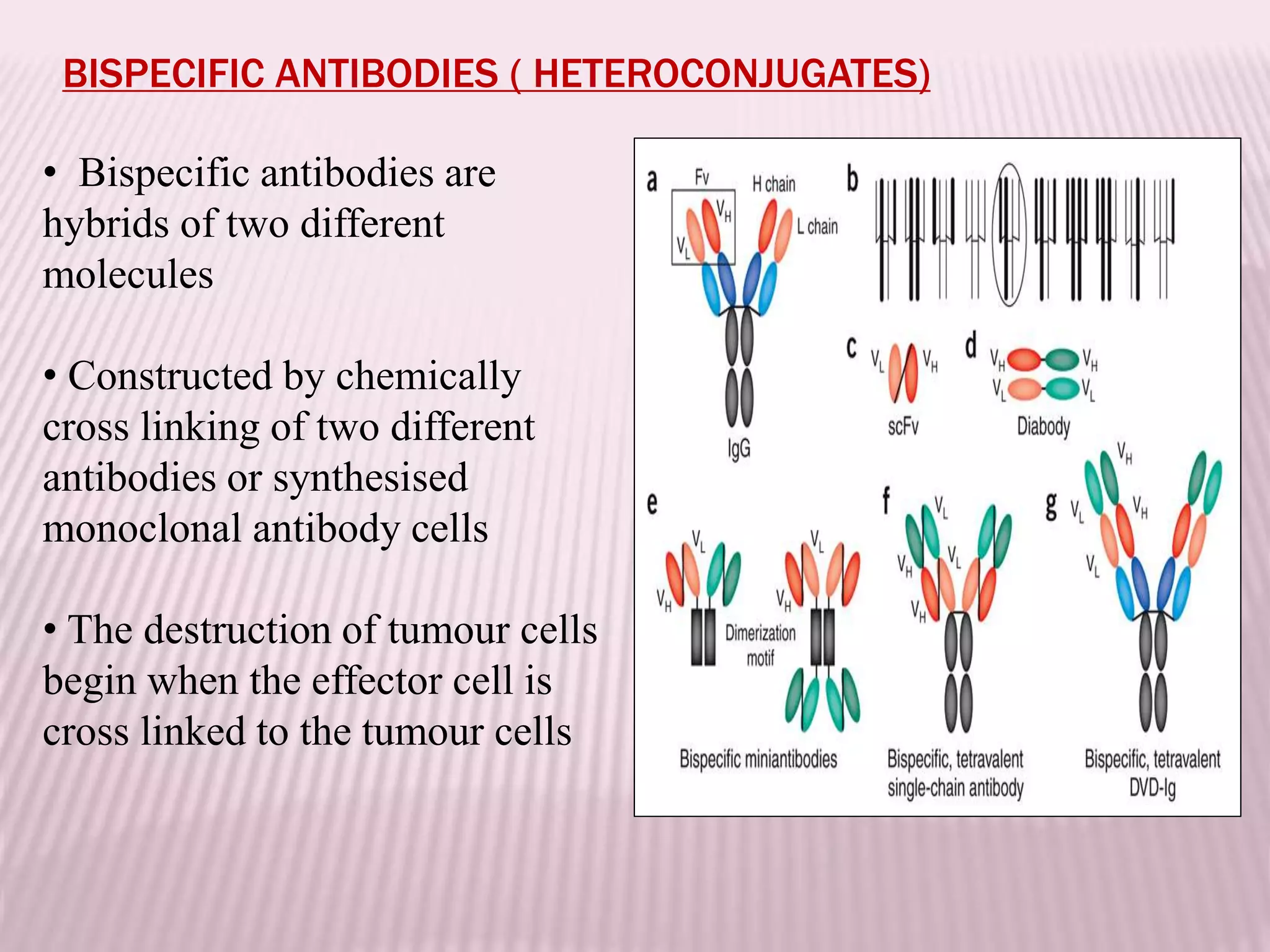BISPECIFIC ANTIBODIES ( HETEROCONJUGATES)
• Bispecific antibodies are
hybrids of two different
molecules
• Constructed by chemically
cross linking of two different
antibodies or synthesised
monoclonal antibody cells
• The destruction of tumour cells
begin when the effector cell is
cross linked to the tumour cells
 