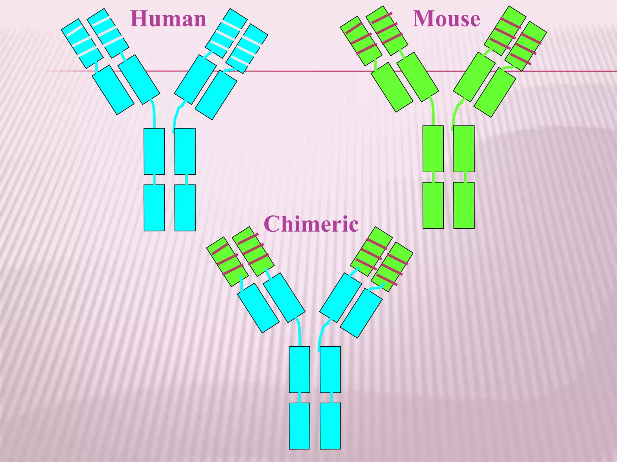 Human Mouse
Chimeric
 