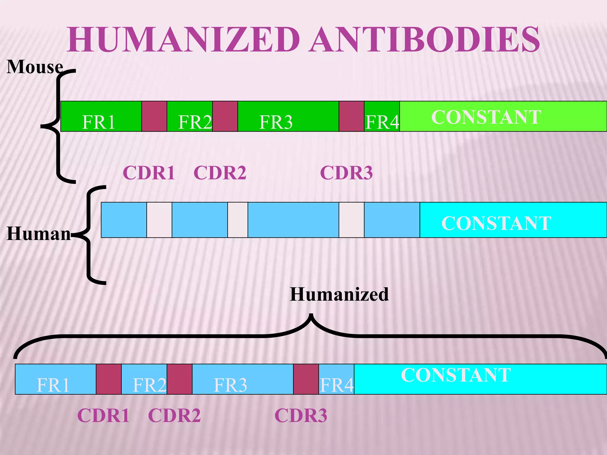HUMANIZED ANTIBODIES
FR1 FR2 FR3 FR4
CDR1 CDR2 CDR3
CONSTANT
CONSTANT
CONSTANT
FR1 FR2 FR3 FR4
CDR1 CDR2 CDR3
Mouse
Human
Humanized
 