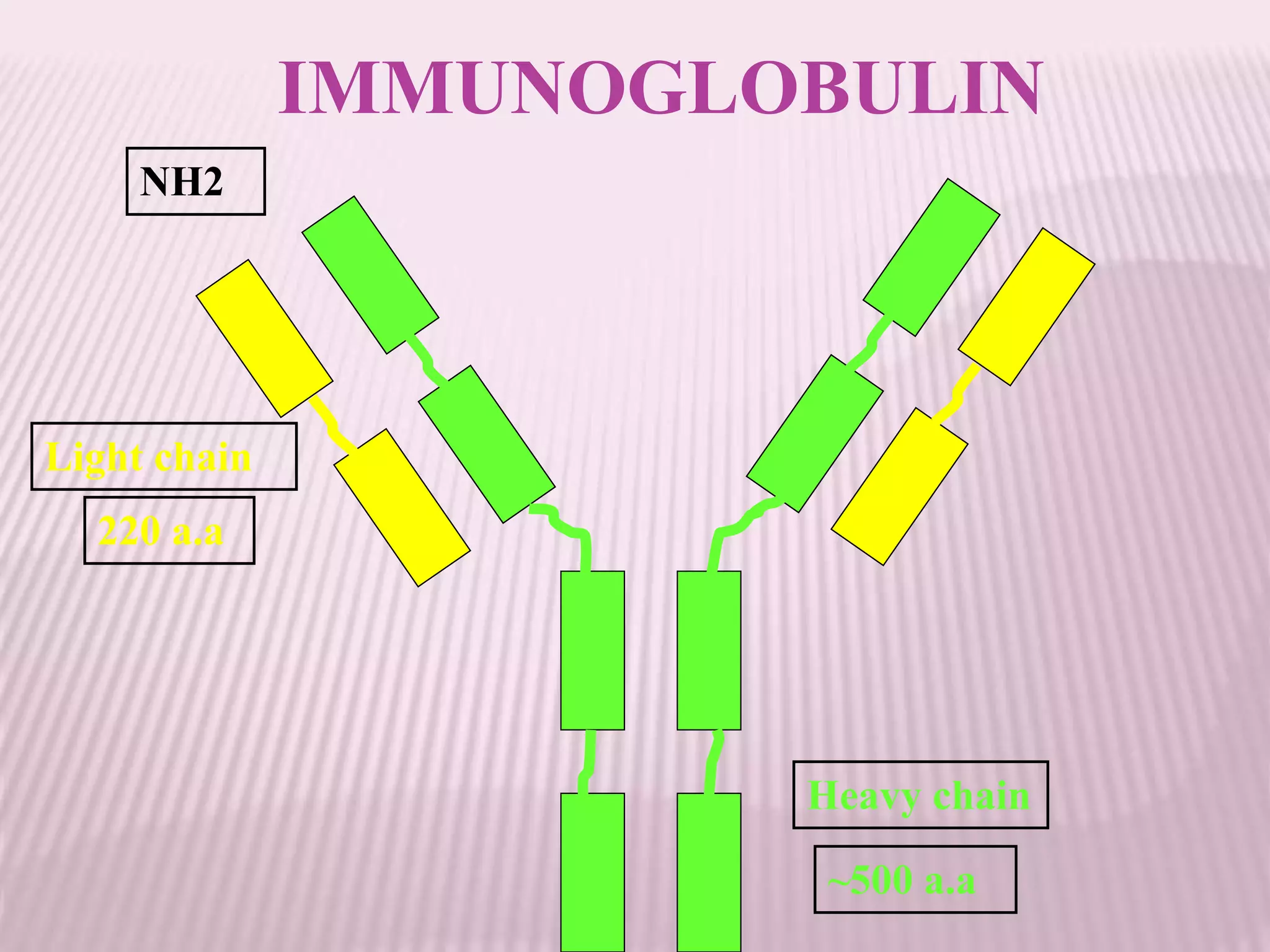 Heavy chain
Light chain
220 a.a
~500 a.a
NH2
IMMUNOGLOBULIN
 