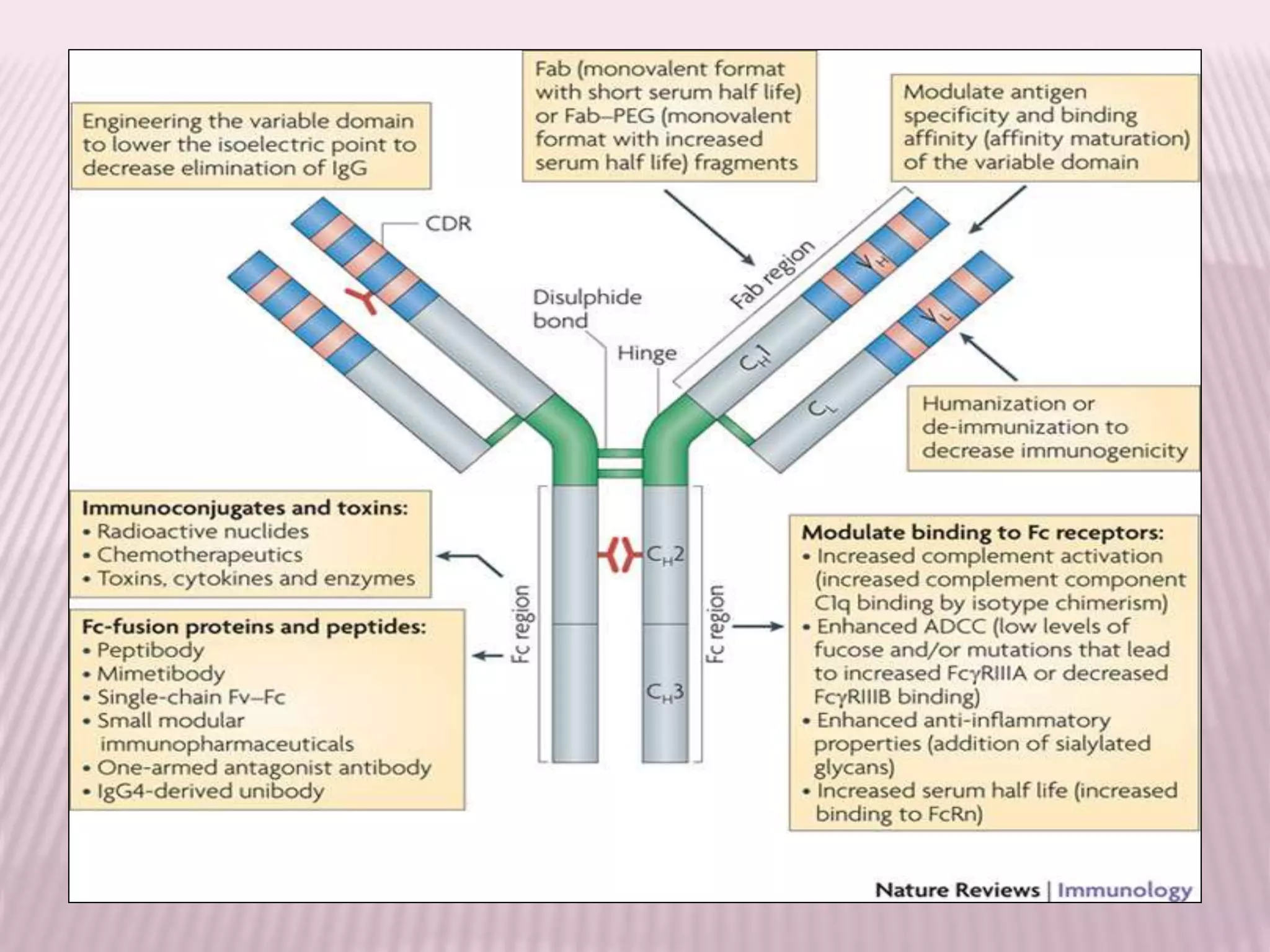ANTIBODY ENGINEEERING  ITS APPLICATIONS 