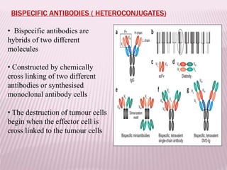 BISPECIFIC ANTIBODIES ( HETEROCONJUGATES)
• Bispecific antibodies are
hybrids of two different
molecules
• Constructed by chemically
cross linking of two different
antibodies or synthesised
monoclonal antibody cells
• The destruction of tumour cells
begin when the effector cell is
cross linked to the tumour cells
 