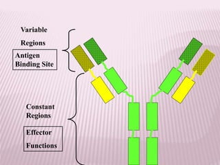 Antigen
Binding Site
Variable
Regions
Constant
Regions
Effector
Functions
 