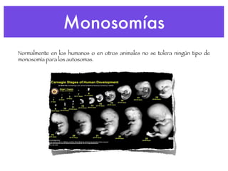 Monosomías Normalmente en los humanos o en otros animales no se tolera ningún tipo de monosomía para los autosomas. 