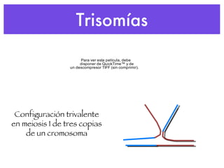 Trisomías Configuración trivalente en meiosis I de tres copias de un cromosoma 