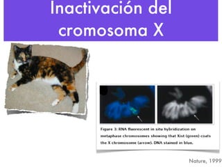 Inactivación del cromosoma X Nature, 1999 
