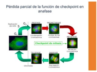 Pérdida parcial de la función de checkpoint en anafase 