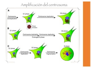 Amplificación del centrosoma 