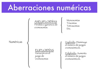 Aberraciones numéricas Numéricas EUPLOIDÍAS Variación en el juego de cromosomas ANEUPLOIDÍAS  Pérdida o ganancia de cromosomas. Haploidía : Disminuye el número de juegos cromosómicos. Poliploidía : Aumenta el número de juegos cromosómicos. Monosomías Trisomías Tetrasomías Etc. 