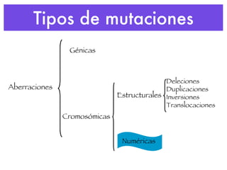 Tipos de mutaciones Estructurales Aberraciones Génicas Cromosómicas Deleciones Duplicaciones Inversiones Translocaciones Numéricas 