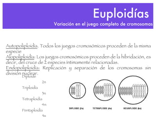 Euploidías  Variación en el juego completo de cromosomas Diploide 2n Triploidía 3n Tetraploidía 4n Pentaploidía 5n Autopoliploidía . Todos los juegos cromosómicos proceden de la misma especie Alopoliploidía : Los juegos cromosómicos proceden de la hibridación, es decir, del cruce de 2 especies íntimamente relacionadas. Endopoliploidía:  Replicación y separación de los cromosomas sin división nuclear. 