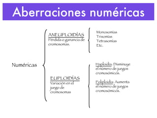 Aberraciones numéricas Numéricas EUPLOIDÍAS Variación en el juego de cromosomas ANEUPLOIDÍAS  Pérdida o ganancia de cromosomas. Haploidía : Disminuye el número de juegos cromosómicos. Poliploidía : Aumenta el número de juegos cromosómicos. Monosomías Trisomías Tetrasomías Etc. 
