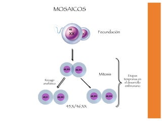 MOSAICOS Mitosis Fecundación Rezago anafásico 45,X/46,XX Etapas tempranas en el desarrollo embrionario 46 46,XX 45,X 46,XX 46,XX 46,XX 46,XX 