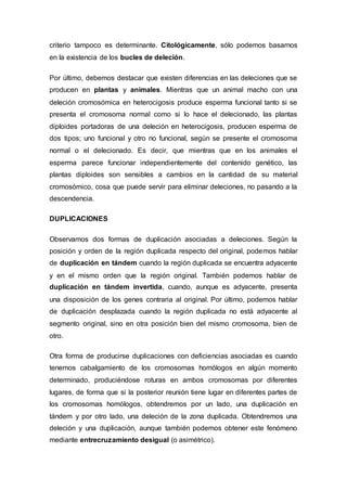 criterio tampoco es determinante. Citológicamente, sólo podemos basarnos 
en la existencia de los bucles de deleción. 
Por último, debemos destacar que existen diferencias en las deleciones que se 
producen en plantas y animales. Mientras que un animal macho con una 
deleción cromosómica en heterocigosis produce esperma funcional tanto si se 
presenta el cromosoma normal como si lo hace el delecionado, las plantas 
diploides portadoras de una deleción en heterocigosis, producen esperma de 
dos tipos; uno funcional y otro no funcional, según se presente el cromosoma 
normal o el delecionado. Es decir, que mientras que en los animales el 
esperma parece funcionar independientemente del contenido genético, las 
plantas diploides son sensibles a cambios en la cantidad de su material 
cromosómico, cosa que puede servir para eliminar deleciones, no pasando a la 
descendencia. 
DUPLICACIONES 
Observamos dos formas de duplicación asociadas a deleciones. Según la 
posición y orden de la región duplicada respecto del original, podemos hablar 
de duplicación en tándem cuando la región duplicada se encuentra adyacente 
y en el mismo orden que la región original. También podemos hablar de 
duplicación en tándem invertida, cuando, aunque es adyacente, presenta 
una disposición de los genes contraria al original. Por último, podemos hablar 
de duplicación desplazada cuando la región duplicada no está adyacente al 
segmento original, sino en otra posición bien del mismo cromosoma, bien de 
otro. 
Otra forma de producirse duplicaciones con deficiencias asociadas es cuando 
tenemos cabalgamiento de los cromosomas homólogos en algún momento 
determinado, produciéndose roturas en ambos cromosomas por diferentes 
lugares, de forma que si la posterior reunión tiene lugar en diferentes partes de 
los cromosomas homólogos, obtendremos por un lado, una duplicación en 
tándem y por otro lado, una deleción de la zona duplicada. Obtendremos una 
deleción y una duplicación, aunque también podemos obtener este fenómeno 
mediante entrecruzamiento desigual (o asimétrico). 
 