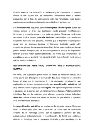 Cuando tenemos una duplicación en un heterocigoto, observamos un proceso 
similar al que ocurría con las deleciones; observamos lazos o bucles 
producidos por la falta de apareamiento entre los homólogos, estos bucles 
pueden ser producidos por duplicaciones en tándem, invertidas, etc. 
Las duplicaciones pequeñas para heterocigotos y homocigotos suelen ser 
viables, aunque el llevar una duplicación puede provocar modificaciones 
fenotípicas y comportarse como una mutación génica. El que una duplicación 
sea viable implica un gran potencial evolutivo, pues implica que cuando ese 
fragmento duplicado está presente, mientras que el fragmento original puede 
seguir con las funciones básicas, el fragmento duplicado puede sufrir 
mutaciones génicas, lo que permite diversidad de las zonas duplicadas, lo que 
puede resultar ventajoso para la evolución genómica, aunque los segmentos 
también pueden mutar desfavorablemente, de forma que obtendremos un 
pseudogen que se perderá y no ejercerá ningún tipo de función (será un gen 
que ha perdido su función). 
RECOMBINACIÓN ASIMÉTRICA; MUTACIÓN BAR y HEMOGLOBINA 
HUMANA 
Por tanto, una duplicación puede hacer las veces de mutación puntual, tal y 
como ocurre con Drosophila y la mutación Bar. Esta mutación se encuentra 
ligada al sexo en el cromosoma X y es dominante, constituyendo una 
duplicación en tándem, consecuencia de una recombinación asimétrica (tal 
vez). Esta mutación se produce en la región 16A y provoca ojos más estrechos 
y alargados de lo normal, con un menor número de facetas. Podemos obtener 
individuos Bar con la mutación, pero además, podemos obtener individuos 
doble Bar, con un número aún menor de facetas, lo que refuerza la hipótesis 
de la recombinación asimétrica. 
La recombinación asimétrica se produce de la siguiente manera. Debemos 
tener un homocigoto para una duplicación, de forma que, la duplicación 
derecha de un homólogo aparea con la duplicación izquierda del otro, 
produciéndose entrecruzamiento y recombinación, de forma que podemos 
obtener un homólogo con la secuencia triplicada y otro homólogo con la 
 