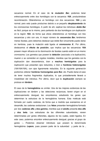 secuencia normal. En el caso de la mutación Bar, podemos tener 
entrecruzamiento entre dos homólogos con la secuencia 16A, produciéndose 
recombinación. Obtendremos un homólogo con dos secuencias 16A y uno 
normal, pero esto puede producirse debido a un pequeño desplazamiento de 
los cromosomas homólogos. A partir de ahí, explicar los individuos doble Bar 
es fácil, porque es lo mismo, pero partiendo de dos homólogos con duplicación 
en la región 16A, de forma que ahora obtendremos un homólogo con tres 
secuencias y otro con una. A mayor número de secuencias Bar, tendremos 
menos facetas, pero debemos destacar que doble Bar únicamente puede darse 
en hembras, pues la mutación está ligada al cromosoma X.. Por último, 
destacamos el efecto de posición, que implica que las secuencias 16A 
poseen mayor eficacia en la disminución de facetas cuando están en un mismo 
cromosoma. Los gametos que poseen la deleción (asociada a la duplicación), 
mueren o se convierten en cigotos inviables, mientras que los gametos con la 
duplicación dan descendencia, bien a machos hemicigotos para la 
duplicación que presentan ojos reducidos, o bien a hembras heterocigotas 
(16A16A/16A), con ojos ligeramente reducidos. En la siguiente generación 
podremos obtener hembras homocigotas para Bar, etc. Puede darse el caso 
de tener muchos fragmentos duplicados, lo que probablemente llevará a 
inviabilidad del individuo. Por último, decir que la duplicación siempre se 
produce en tándem. 
El caso de la hemoglobina es similar. Una de las mejores evidencias de las 
duplicaciones en tándem y las deleciones recíprocas, tienen origen en el 
entrecruzamiento desigual, las encontramos estudiando los genes que 
determinan la estructura de la hemoglobina humana. Esta molécula está 
formada por cuatro cadenas, de forma que a medida que avanzamos en el 
desarrollo, las cadenas evolucionan. Los fetos presentan hemoglobina formada 
por dos cadenas alfa y dos gamma, mientras que el adulto presenta dos alfa 
y dos beta. Las estructuras de las diferentes subunidades, vienen 
determinadas por genes diferentes, algunos de los cuales, están ligados. En 
este caso, podemos encontrar entrecruzamiento desigual, gracias al grupo de 
genes --. Podemos observar individuos que poseen la denominada 
hemoglobina Lepore, pues poseen parte de la subunidad y parte de la , 
 