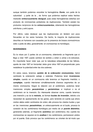aunque también podemos encontrar la hemoglobina Kenia, con parte de la 
subunidad y parte de la , de forma que podemos explicar estos hechos 
mediante entrecruzamiento desigual, pues estas hemoglobinas extrañas son 
producto de cromosomas portadores de duplicaciones. También existen los 
productos recíprocos de los entrecruzamientos, obteniendo las hemoglobinas 
anti-Kenia y anti-Lepore. 
Por último, cabe destacar que las duplicaciones en tándem son poco 
frecuentes en los seres humanos. De hecho, la mayoría de duplicaciones 
descritas en humanos son causadas por la presencia de brazos cromosómicos 
extra o parte de ellos, generalmente en cromosomas no homólogos. 
INVERSIONES 
Es la rotura por 2 partes de un cromosoma, obteniendo un fragmento que si 
llega a rotar 180º, puede cambiar de sentido y volver a unirse a la estructura. 
Es importante hacer notar que, por la naturaleza antiparalela de las hélices, 
aparte de rotar 180º en horizontal, debe girar otros 180º en perpendicular, para 
restablecer la polaridad entre las dos cadenas. 
En estos casos, tenemos cambio de la ordenación cromosómica, habrá 
cambiado la ordenación salvaje o estándar. Podemos tener inversiones 
simples, cuando en un cromosoma sólo tenemos un fragmento invertido; o 
complejas, cuando intervienen simultáneamente diversos segmentos de un 
mismo cromosoma. Según la relación con el centrómero, podemos tener 
inversiones simples paracéntricas y pericéntricas si implican o no el 
centrómero en la inversión. Es interesante observar como, cuando tenemos 
una inversión y se da la meiosis, se forman bucles de inversión, debido a la 
necesidad de apareamiento de los genes, pero teniendo en cuenta que ahora 
ciertos alelos están cambiados de orden, ello provoca los citados bucles y que 
en las inversiones paracéntricas, un entrecruzamiento en el bucle, provoca la 
conexión de los centrómeros homólogos por medio de un puente dicéntrico, 
generando además, un fragmento acéntrico (sin centrómero). Así, cuando los 
cromosomas se separan en la anafase I, los centrómeros, permanecen unidos 
por el puente. Esto provoca que los centrómeros se orienten de tal modo que 
 
