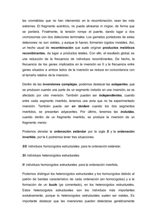 las cromátidas que no han intervenido en la recombinación, sean las más 
extremas. El fragmento acéntrico, no puede alinearse ni migrar, de forma que 
se perderá. Finalmente, la tensión rompe el puente, dando lugar a dos 
cromosomas con dos deleciones terminales. Los gametos portadores de estas 
deleciones no son viables, y aunque lo fueran, formarían cigotos inviables. Así, 
un hecho usual de recombinación que suele originar productos meióticos 
recombinantes, da lugar a productos letales. Con ello, el resultado global, es 
una reducción de la frecuencia de individuos recombinantes. De hecho, la 
frecuencia de los genes implicados en la inversión es 0 y la frecuencia entre 
genes situados a ambos lados de la inversión se reduce en concordancia con 
el tamaño relativo de la inversión. 
Dentro de las inversiones complejas, podemos destacar las solapantes, que 
se producen cuando una parte de un segmento incluido en una inversión, se ve 
afectado por otra inversión. También pueden ser independientes, cuando 
entre cada segmento invertido, tenemos una zona que no ha experimentado 
inversión. También puede ser en tándem cuando los dos segmentos 
invertidos, se presentan adyacentes. Por último, tenemos las incluidas, 
cuando dentro de un fragmento invertido, se produce la inversión de un 
fragmento menor. 
Podemos denotar la ordenación estándar por la sigla S y la ordenación 
invertida, por la I, podremos tener tres situaciones. 
SS: individuos homocigotos estructurales para la ordenación estándar. 
SI: individuos heterocigotos estructurales 
II: individuos homocigotos estructurales para la ordenación invertida. 
Podemos distinguir los heterocigotos estructurales y los homocigotos debido al 
patrón de bandas característico de cada ordenación (en homocigotos) y a la 
formación de un bucle (ya comentado), en los heterocigotos estructurales. 
Estos heterocigotos estructurales son los individuos más importantes 
evolutivamente, porque lo heterocigotos estructurales suelen ser viables. Es 
importante destacar que las inversiones pueden detectarse genéticamente 
 