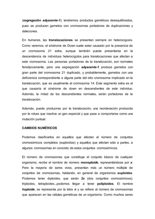 (segregación adyacente-1), tendremos productos gaméticos desequilibrados, 
pues se producen gametos con cromosomas portadores de duplicaciones y 
deleciones. 
En humanos, las translocaciones se presentan siempre en heterocigosis. 
Como veremos, el síndrome de Down suele estar causado por la presencia de 
un cromosoma 21 extra, aunque también puede presentarse en la 
descendencia de individuos heterocigotos para translocaciones que afectan a 
este cromosoma. Las personas portadoras de la translocación, son normales 
fenotípicamente, pero una segregación adyacente-1 produce gametos con 
gran parte del cromosoma 21 duplicado, y probablemente, gametos con una 
deficiencia correspondiente a alguna parte del otro cromosoma implicado en la 
translocación, que es usualmente el cromosoma 14. Este segmento extra es el 
que causaría el síndrome de down en descendientes de este individuo. 
Además, la mitad de los descendientes normales, serán portadores de la 
translocación. 
Además, puede producirse por la translocación, una reordenación producida 
por la rotura que inactive un gen especial y que pase a comportarse como una 
mutación puntual. 
CAMBIOS NUMÉRICOS 
Podemos clasificarlos en aquellos que afectan al número de conjuntos 
cromosómicos completos (euploidías) y aquellos que afectan sólo a partes, a 
algunos cromosomas en concreto de estos conjuntos cromosómicos. 
El número de cromosomas que constituye el conjunto básico de cualquier 
organismo, recibe el nombre de número monoploide, representándose por x. 
Pero la mayoría de seres vivos, presentan más un número múltiple de 
conjuntos de cromosomas, hablando, en general de organismos euploides. 
Podemos tener diploides, que serán 2x (dos conjuntos cromosómicos), 
triploides, tetraploides...podemos llegar a tener poliploides. El nombre 
haploide, se representa por la letra n y se refiere al número de cromosomas 
que aparecen en las células gaméticas de un organismo. Como muchos seres 
 