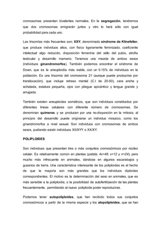 cromosomas presentan bivalentes normales. En la segregación, tendremos 
que dos cromosomas emigrarán juntos y otro lo hará sólo con igual 
probabilidad para cada uno. 
Las trisomías más frecuentes son; XXY, denominado síndrome de Klinefelter, 
que produce individuos altos, con físico ligeramente feminizado, coeficiente 
intelectual algo reducido, disposición femenina del vello del pubis, atrofia 
testicular y desarrollo mamario. Tenemos una mezcla de ambos sexos 
(individuos ginandromorfos). También podemos encontrar el síndrome de 
Down, que es la aneuploidía más viable, con un 0.15% de individuos en la 
población. Es una trisomía del cromosoma 21 (aunque puede producirse por 
translocación), que incluye retraso mental (C.I de 20-50), cara ancha y 
achatada, estatura pequeña, ojos con pliegue apicántico y lengua grande y 
arrugada. 
También existen aneuploides somáticos, que son individuos constituidos por 
diferentes líneas celulares con diferente número de cromosomas. Se 
denominan quimeras y se producen por una no-disyunción en la mitosis; al 
principio del desarrollo puede originarse un individuo mosaico, como los 
ginandromorfos a nivel sexual. Son individuos con cromosomas de ambos 
sexos, pudiendo existir individuos X0/XYY o XX/XY. 
POLIPLOIDES 
Son individuos que presentan tres o más conjuntos cromosómicos por núcleo 
celular. Es relativamente común en plantas (patata; 4x=48; x=12 y n=24), pero 
mucho más infrecuente en animales, dándose en algunos escarabajos y 
gusanos de tierra. Una característica interesante de los poliploides es el hecho 
de que la mayoría son más grandes que los individuos diploides 
correspondientes. El motivo es la determinación del sexo en animales, que es 
más sensible a la poliploidía, o la posibilidad de autofertilización de las plantas 
frecuentemente, permitiendo al nuevo poliploide poder reproducirse. 
Podemos tener autopoliploides, que han recibido todos sus conjuntos 
cromosómicos a partir de la misma especie y los alopoliploides, que se han 
 