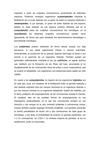 originado a partir de conjuntos cromosómicos provenientes de diferentes 
especies. Podemos conseguir organismos autotetraploides mediante la 
fertilización de un óvulo diploide con un grano de polen no reducido (diploide) y 
alotetraploides, si por ejemplo, un grano de polen diploide de una especie, 
fertiliza un óvulo diploide de una especie próxima. Mientras que en el 
autopoliploide todos los conjuntos cromosómicos son homólogos, en el 
alopoliploide los diferentes conjuntos cromosómicos pueden variar 
ligeramente, de forma que para denotarlo, los denominaremos homeólogos o 
parcialmente homólogos. 
Los poliploides pueden obtenerse de forma natural, aunque con baja 
frecuencia, si una célula experimenta mitosis o meiosis anormales. 
Generalmente, la producción de un gameto diploide dará lugar al unirse a uno 
normal, a la aparición de un organismo triploide. También pueden ser 
generados artificialmente mediante el uso de colchicina, un agente químico 
que interfiere con la formación de las fibras del huso, provocando el no 
desplazamiento de los cromosomas hacia los polos y como consecuencia, que 
se origine un tetraploide. Los organismos con dotaciones pares suelen ser más 
viables. 
En cuanto a los autopoliploides, la mayoría de los organismos triploides son 
de este tipo, pues son resultado de la fertilización entre un gameto haploide y 
otro diploide originado bien por meiosis incorrecta en un organismo diploide, o 
por una meiosis correcta en un organismo tetraploide. Suelen ser estériles, por 
el típico problema del emparejamiento de los cromosomas durante la meiosis. 
El resultado neto de las posibles formas de emparejamiento es una 
segregación desequilibrada, en la que dos cromosomas emigran en una 
dirección y uno emigra en la otra, teniendo bivalentes y cromosomas únicos, 
aunque también pueden segregar formando trivalentes. Los gametos presentan 
la misma probabilidad de recibir uno o dos cromosomas de cada grupo de 
homólogos, y por tanto, la probabilidad de producir un gameto equilibrado, con 
n o 2n cromosomas, es (1/2)n-1. La inmensa mayoría de gametos, al ser no 
equilibrados, serán no funcionales. 
 