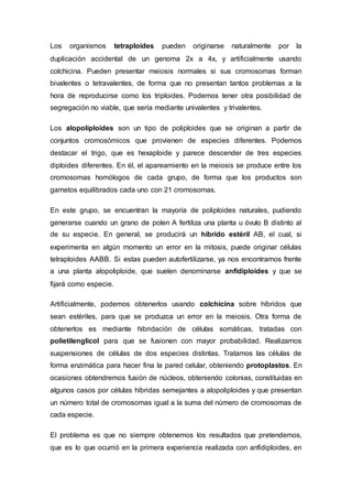 Los organismos tetraploides pueden originarse naturalmente por la 
duplicación accidental de un genoma 2x a 4x, y artificialmente usando 
colchicina. Pueden presentar meiosis normales si sus cromosomas forman 
bivalentes o tetravalentes, de forma que no presentan tantos problemas a la 
hora de reproducirse como los triploides. Podemos tener otra posibilidad de 
segregación no viable, que sería mediante univalentes y trivalentes. 
Los alopoliploides son un tipo de poliploides que se originan a partir de 
conjuntos cromosómicos que provienen de especies diferentes. Podemos 
destacar el trigo, que es hexaploide y parece descender de tres especies 
diploides diferentes. En él, el apareamiento en la meiosis se produce entre los 
cromosomas homólogos de cada grupo, de forma que los productos son 
gametos equilibrados cada uno con 21 cromosomas. 
En este grupo, se encuentran la mayoría de poliploides naturales, pudiendo 
generarse cuando un grano de polen A fertiliza una planta u óvulo B distinto al 
de su especie. En general, se producirá un híbrido estéril AB, el cual, si 
experimenta en algún momento un error en la mitosis, puede originar células 
tetraploides AABB. Si estas pueden autofertilizarse, ya nos encontramos frente 
a una planta alopoliploide, que suelen denominarse anfidiploides y que se 
fijará como especie. 
Artificialmente, podemos obtenerlos usando colchicina sobre híbridos que 
sean estériles, para que se produzca un error en la meiosis. Otra forma de 
obtenerlos es mediante hibridación de células somáticas, tratadas con 
polietilenglicol para que se fusionen con mayor probabilidad. Realizamos 
suspensiones de células de dos especies distintas. Tratamos las células de 
forma enzimática para hacer fina la pared celular, obteniendo protoplastos. En 
ocasiones obtendremos fusión de núcleos, obteniendo colonias, constituidas en 
algunos casos por células híbridas semejantes a alopoliploides y que presentan 
un número total de cromosomas igual a la suma del número de cromosomas de 
cada especie. 
El problema es que no siempre obtenemos los resultados que pretendemos, 
que es lo que ocurrió en la primera experiencia realizada con anfidiploides, en 
 