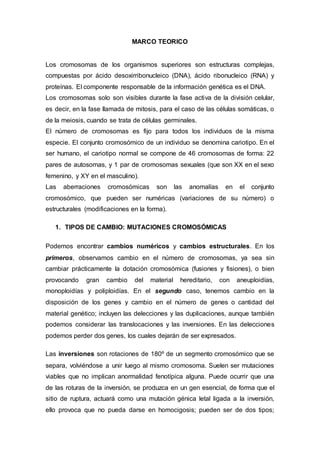 MARCO TEORICO 
Los cromosomas de los organismos superiores son estructuras complejas, 
compuestas por ácido desoxirribonucleico (DNA), ácido ribonucleico (RNA) y 
proteínas. El componente responsable de la información genética es el DNA. 
Los cromosomas solo son visibles durante la fase activa de la división celular, 
es decir, en la fase llamada de mitosis, para el caso de las células somáticas, o 
de la meiosis, cuando se trata de células germinales. 
El número de cromosomas es fijo para todos los individuos de la misma 
especie. El conjunto cromosómico de un individuo se denomina cariotipo. En el 
ser humano, el cariotipo normal se compone de 46 cromosomas de forma: 22 
pares de autosomas, y 1 par de cromosomas sexuales (que son XX en el sexo 
femenino, y XY en el masculino). 
Las aberraciones cromosómicas son las anomalías en el conjunto 
cromosómico, que pueden ser numéricas (variaciones de su número) o 
estructurales (modificaciones en la forma). 
1. TIPOS DE CAMBIO: MUTACIONES CROMOSÓMICAS 
Podemos encontrar cambios numéricos y cambios estructurales. En los 
primeros, observamos cambio en el número de cromosomas, ya sea sin 
cambiar prácticamente la dotación cromosómica (fusiones y fisiones), o bien 
provocando gran cambio del material hereditario, con aneuploidías, 
monoploidías y poliploidías. En el segundo caso, tenemos cambio en la 
disposición de los genes y cambio en el número de genes o cantidad del 
material genético; incluyen las delecciones y las duplicaciones, aunque también 
podemos considerar las translocaciones y las inversiones. En las delecciones 
podemos perder dos genes, los cuales dejarán de ser expresados. 
Las inversiones son rotaciones de 180º de un segmento cromosómico que se 
separa, volviéndose a unir luego al mismo cromosoma. Suelen ser mutaciones 
viables que no implican anormalidad fenotípica alguna. Puede ocurrir que una 
de las roturas de la inversión, se produzca en un gen esencial, de forma que el 
sitio de ruptura, actuará como una mutación génica letal ligada a la inversión, 
ello provoca que no pueda darse en homocigosis; pueden ser de dos tipos; 
 
