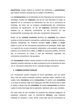 pericéntricas cuando implican la inversión del centrómero, y paracéntricas, 
que implican inversión de genes que no incluyen el centrómero. 
Las translocaciones son el intercambio de dos fragmentos de cromosomas no 
homólogos. Pueden ser recíprocas, que son las más frecuentes. En estas, un 
segmento de un cromosoma se intercambia con otro de un cromosoma no 
homólogo, de forma que se producen simultáneamente dos cromosomas 
portadores de translocación. En las no recíprocas únicamente tenemos 
traspaso de un fragmento cromosómico en una dirección, sin que 
recíprocamente se traspase otro; este caso, se denomina transposición. 
Dentro de los cambios numéricos, tenemos las euploidías que implican 
cambios en toda la dotación cromosómica, pudiendo tener organismo triploides, 
diploides, hexaploides, etc. Podemos encontrar fusión y fisión. La fusión 
implica la unión de dos cromosomas acrocéntricos no homólogos, dando lugar 
a la aparición de un gran cromosoma metacéntrico y otro pequeño que puede 
perderse en la división de la célula. La fisión es el proceso contrario, de forma 
que un cromosoma se rompe a nivel del centrómero originando dos 
cromosomas acrocéntricos más pequeños. 
Las aneuploidías implican cambio numérico en sólo una parte de la dotación, 
pudiendo encontrar adiciones de algún cromosoma (como el síndrome de down 
con un cromosoma adicional en el 21), o pérdida de algún cromosoma. 
2. CAMBIOS ESTRUCTURALES 
Los cromosomas pueden romperse de forma espontánea, bien por fuerza 
física, bien por ciertos compuesto químicos, pudiendo actuar, además a dos 
niveles; tanto cromatínico como cromosómico. El cambio será cromatínico 
si la rotura se produce antes de la replicación del DNA, de forma que la rotura 
se replica y afecta a las dos cromátidas. El cambio cromosómico se produce 
cuando la rotura tiene lugar tras la replicación, afectando sólo a una cromátida. 
Por cada rotura de una cromátida, se producen dos extremos pegajosos, no 
poseyendo protección, pues no encontramos telómero, cuya estructura 
molecular es conocida, y única, siendo crucial para que los cromosomas se 
 